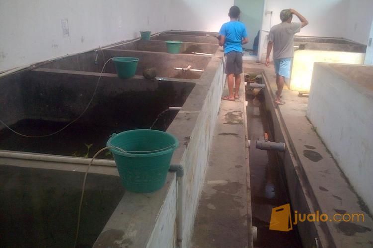 Jual benih lele harga murah