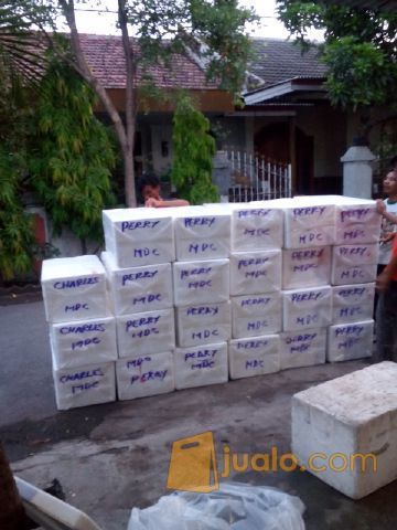 Jual benih lele harga murah