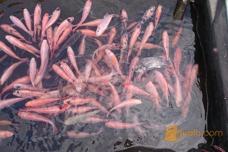 Jual benih Nila jantan harga murah