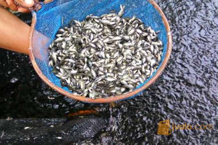 Jual benih Nila jantan harga murah