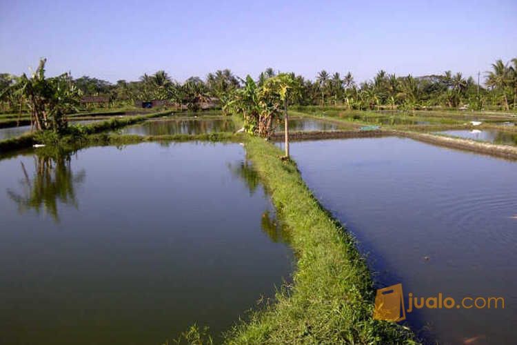 Jual benih Nila jantan harga murah