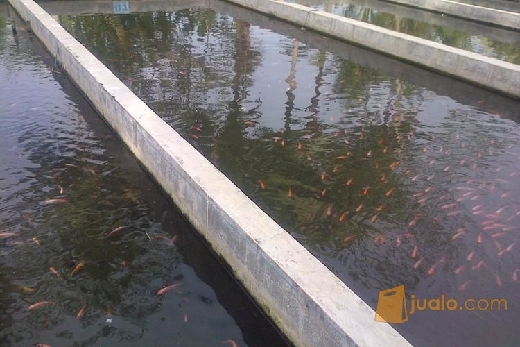 Jual benih Nila jantan harga murah