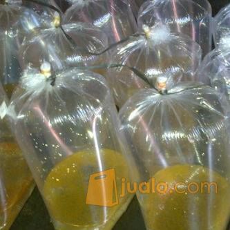 Jual Telor Gurame super soang