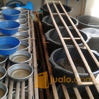 Jual Telor Gurame super soang