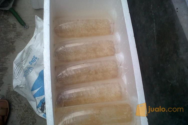 Jual Telor Gurame super soang