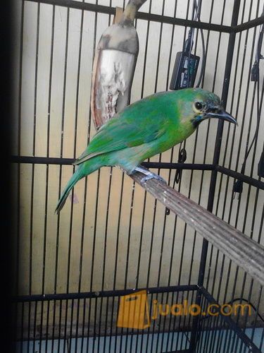 cucak ijo original bnyuwangi