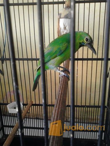 cucak ijo original bnyuwangi