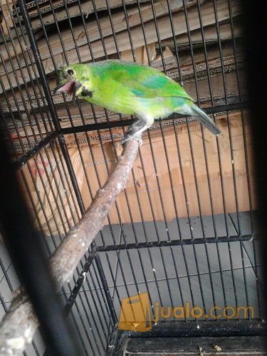 cucak ijo original bnyuwangi