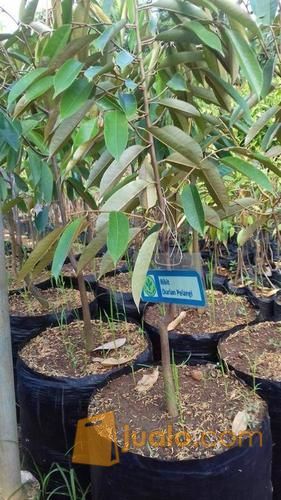 Bibit Durian Pelangi Kaki Ganda | Bibit Durian Pelangi Kaki Tunggal, Produk Unggul CV. Mitra Bibit