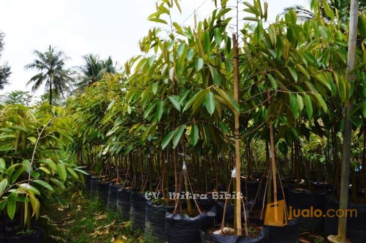 Bibit Durian Pelangi Kaki Ganda | Bibit Durian Pelangi Kaki Tunggal, Produk Unggul CV. Mitra Bibit