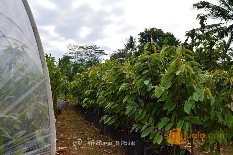 Bibit Durian Pelangi Kaki Ganda | Bibit Durian Pelangi Kaki Tunggal, Produk Unggul CV. Mitra Bibit