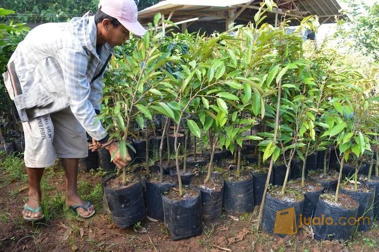 Bibit Durian Pelangi Kaki Ganda | Bibit Durian Pelangi Kaki Tunggal, Produk Unggul CV. Mitra Bibit