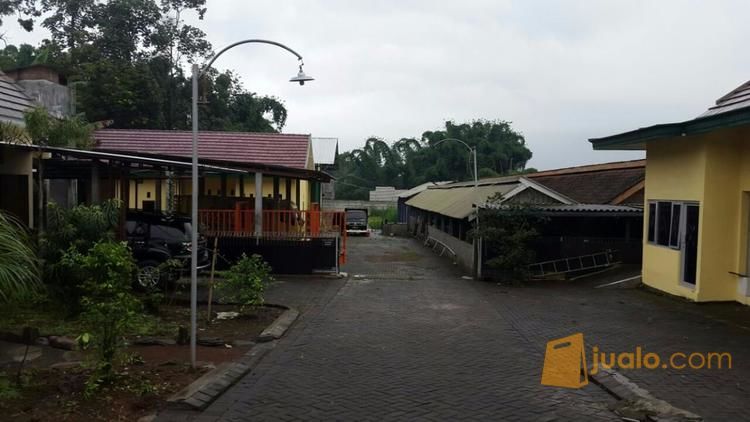 lahan peternakan sapi limousin dikota batu