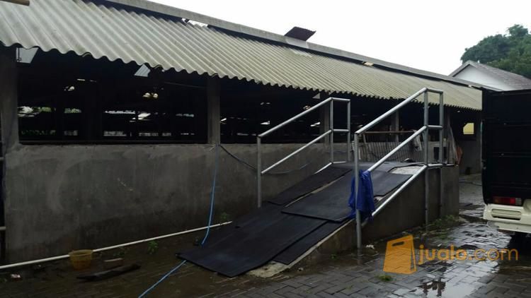 lahan peternakan sapi limousin dikota batu