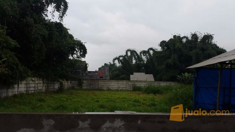 lahan peternakan sapi limousin dikota batu