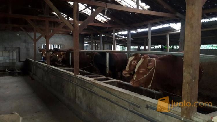 lahan peternakan sapi limousin dikota batu