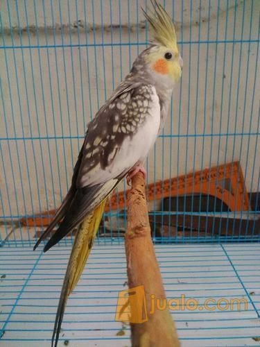 burung parkit australi / falk