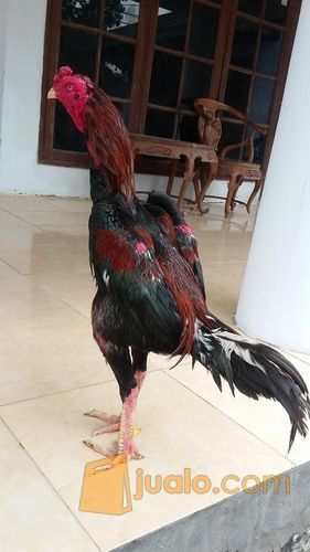 ayam bangkok super jalu