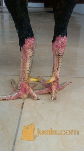 ayam bangkok super jalu