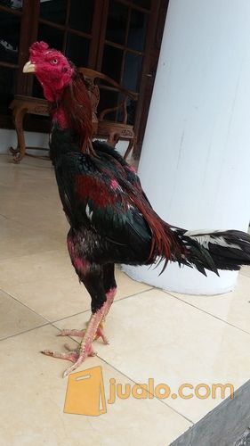 ayam bangkok super jalu