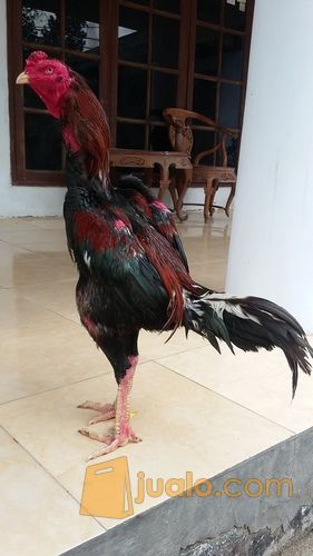 ayam bangkok super jalu