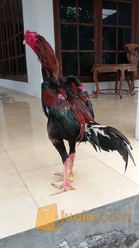 ayam bangkok super jalu
