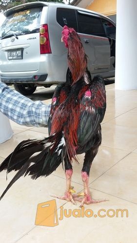 ayam bangkok super jalu