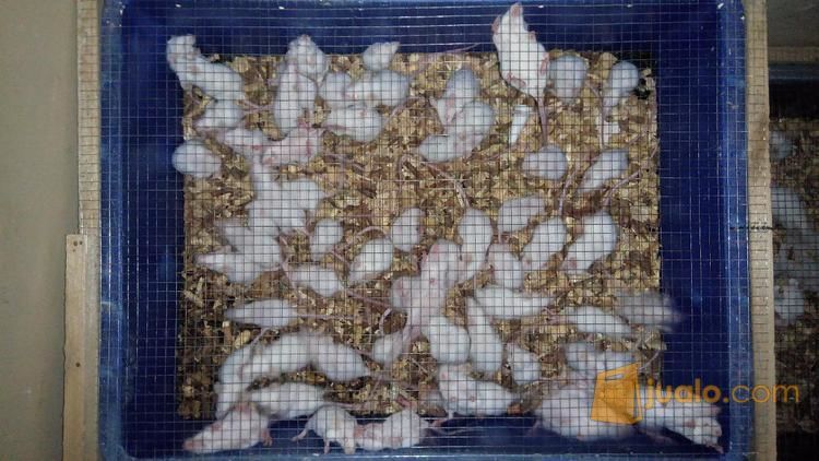 Tikus Putih Mencit dan Rat