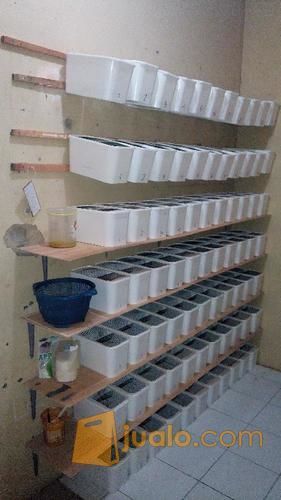 Tikus Putih Mencit dan Rat