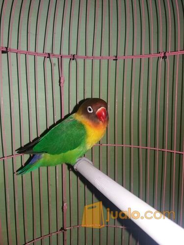 lovebird josan bandangan ngekek