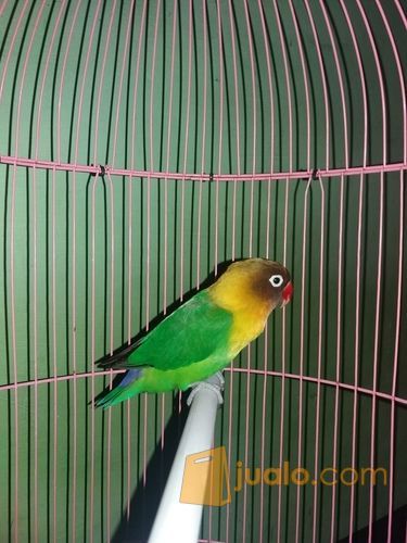 lovebird josan bandangan ngekek