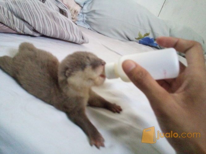 baby otter jinak masih nyusu