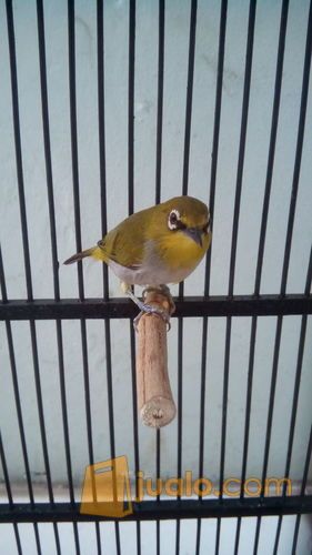 pleci Buxtoni semi bukpar ( fullset )