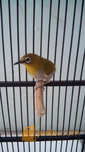 pleci Buxtoni semi bukpar ( fullset )