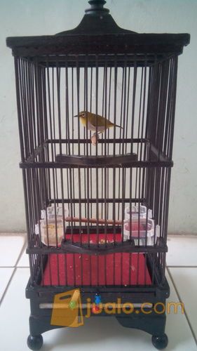 pleci Buxtoni semi bukpar ( fullset )