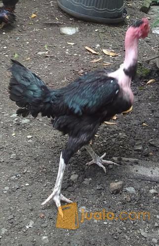 Ayam Saigon Betina