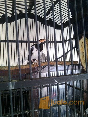 jalak suren /uret lokal lot.garuda.