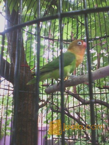 lovebird josan balibu