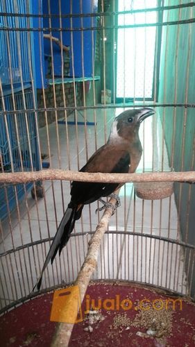 burung pentet raja,briji kelabu & srigunting