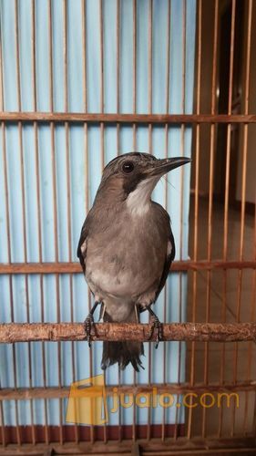 burung pentet raja,briji kelabu & srigunting