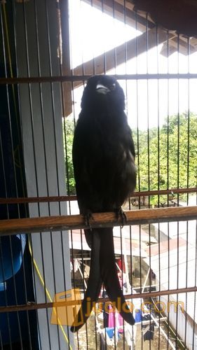 burung pentet raja,briji kelabu & srigunting