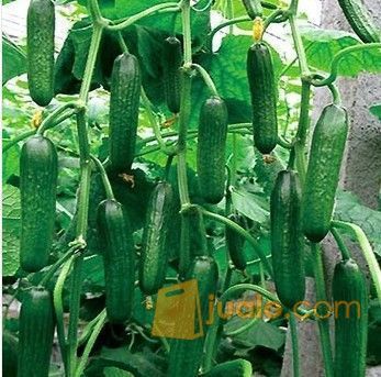 Dutch Cucumber (Timun Belanda)