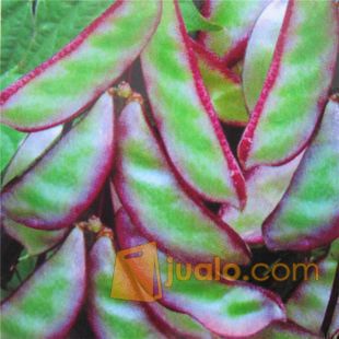 Komak Merah (Kacang Koro)