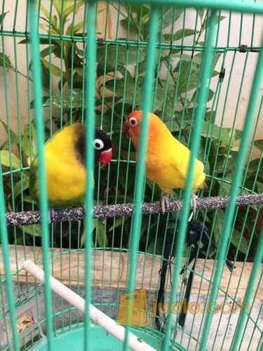 lovebird sepasang dakori x ino mm mata air