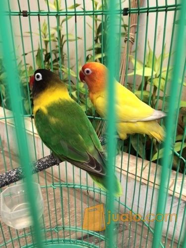 lovebird sepasang dakori x ino mm mata air