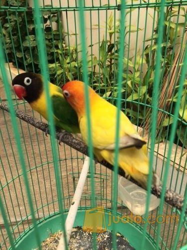 lovebird sepasang dakori x ino mm mata air