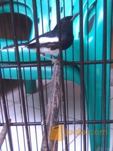 Kacer jabar muda ngeplong