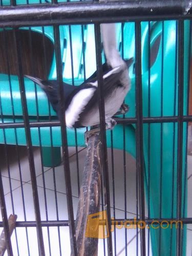 Kacer jabar muda ngeplong