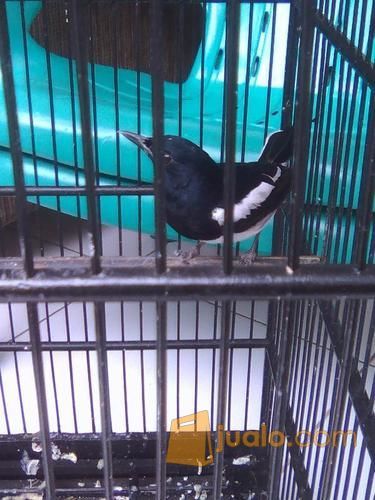 Kacer jabar muda ngeplong