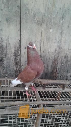Burung merpati bagus harga terjangkau